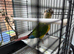 Conure for sale