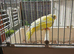 Cock Pied greenfinch for sale