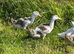 Silver Appleyard girls available