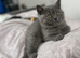 2 Male British Shorthairs Available for sale