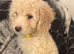 Cockapoo puppies ready to go !