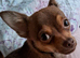 Tea cup chihuahua