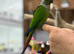 Green cheek conure