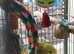 Beautiful baby budgies