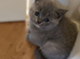 British shorthair kitten's