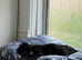 14 week old male black Labrador puppy
