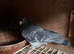 Racing pigeons for sale