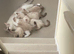 Fantastic Ragdoll Kittens for Sale