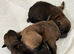 Gorgeous Cairn Terrier Puppies