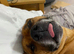 WANTED - Red Staffordshire bull terrier