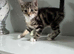 Kitten female 10 weeks