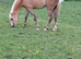 REGISTERED  SEC B PALOMINO FILLY.  ( YEARLING )