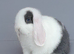 Purebred mini lop REDUCED TO SELL