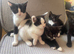 Mixed pattern tuxedo kitties