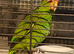 H/R White-Fronted Amazon Baby