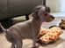 Crestepoo puppies (hairless)