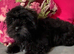 Miniature Male Poodle cross Shih Tzu