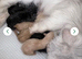 Maine coon kittens