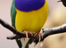 Hi looking for gouldian finches in scotland