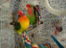 Female and male lovebirds