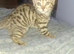4 female bengal kittens ready now