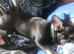 French bulldog available
