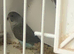 Blackwing budgies