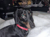 Male miniature dachshund