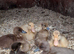 Indian runner ducklings