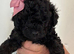 F1B miniature toy poochons