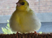 Male Fife Canary for sale