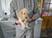 Working strain cocker spaniel pups