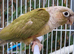Beautiful cinnamon Pineapple conure male dna sexed