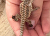 Baby bearded dragons