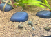 Baby apple snails for sale