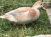 Call duck mixed pair or trio