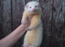 Ferrets