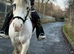 Mare pie bald