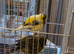 3 canaries