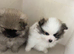 Beautiful Pomeranian Pups