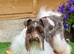Chocolate Wheaten Parti Mini Schnauzers