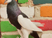 Reversing pouter pigeons for sale
