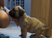 South African boerboels