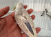 Beautiful Hand Tame Texas Clearbody Frillback Hen Budgie Ready Soon