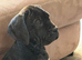 Cane corso girl