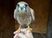 Kestrel. 4 months old. Hand reared/crèche reared