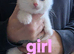 Kittens looking for new homes