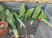 Baby alexandrine parrots