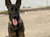 Lovely 6 month old female for sale