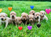 Superb Red Fox & Golden Labrador Puppies